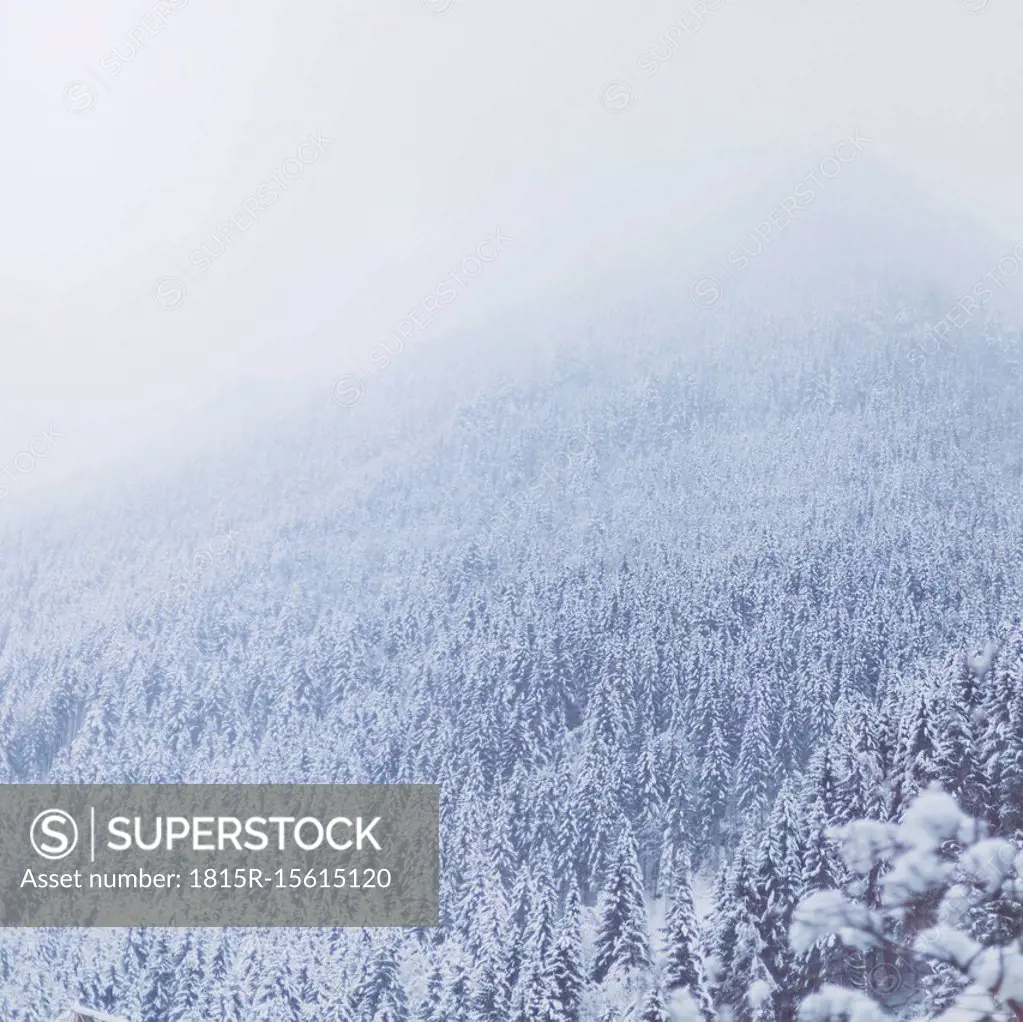 Austria, Saalbach Hinterglemm, Forest in winter