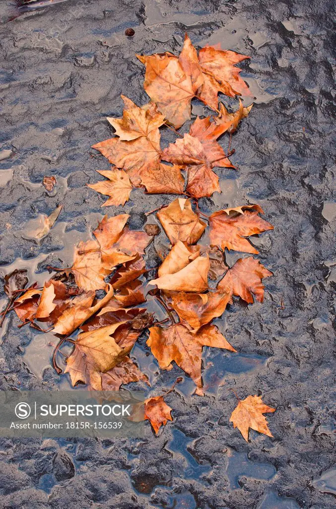 Autumn leaves in puddle