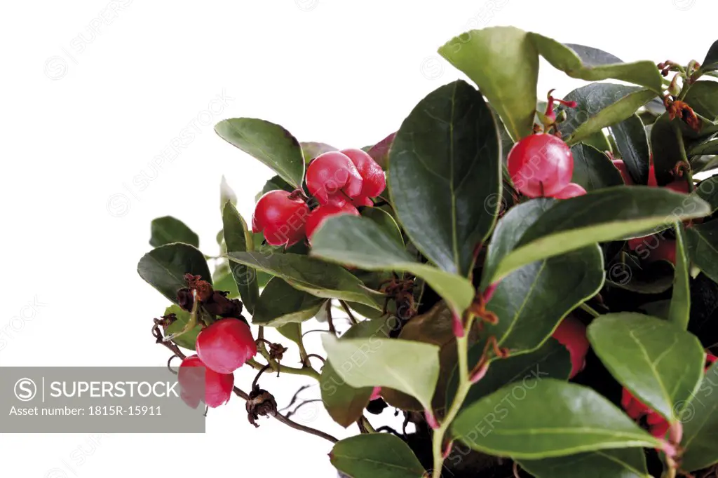 Teaberries (Gaultheria procumbens), close-up