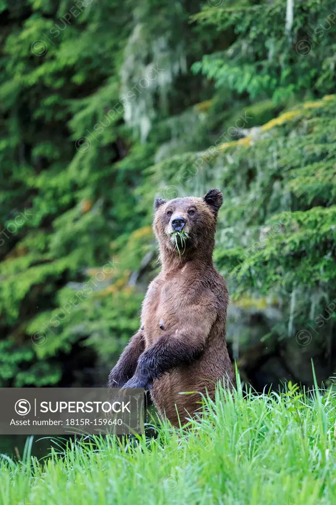 Canada, Khutzeymateen Grizzly Bear Sanctuary, Female grizzly standing upright