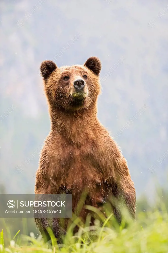 Canada, Khutzeymateen Grizzly Bear Sanctuary, Female grizzly standing upright