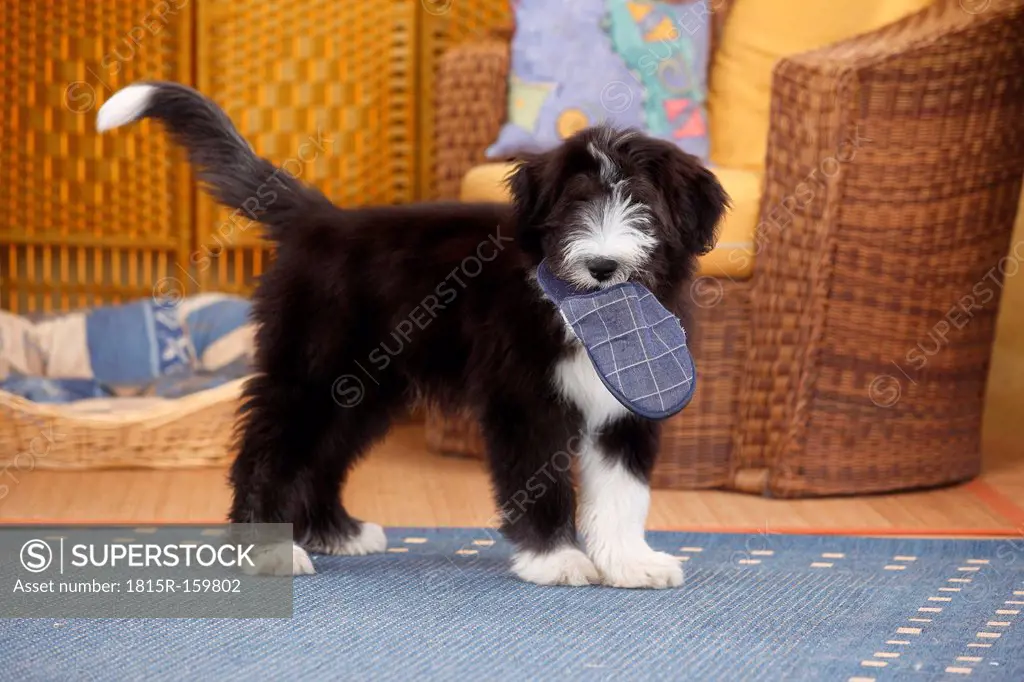 Bearded deals collie puppies