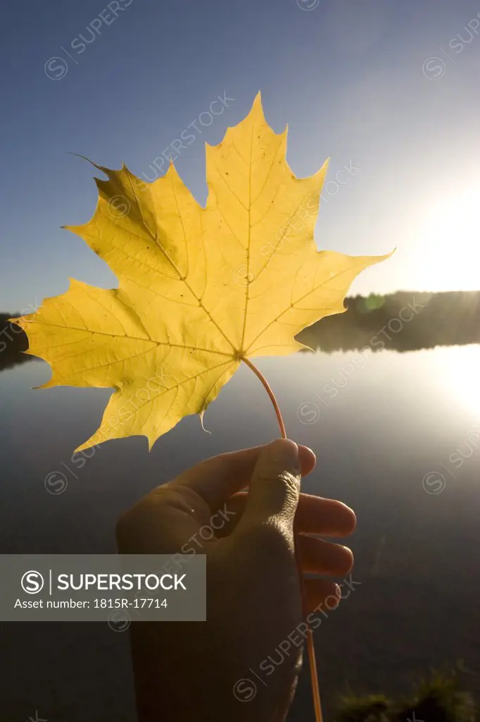 Hand holding autumnal leaf, close-up