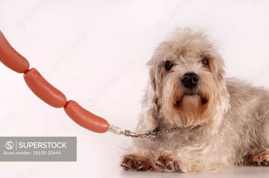 Hot shop dog leash