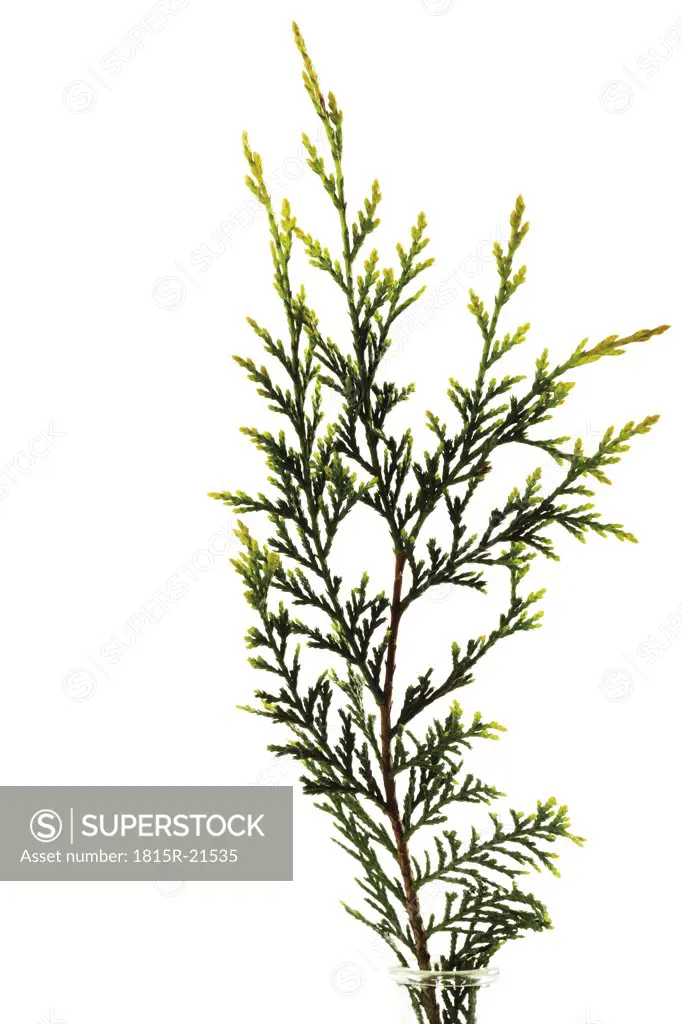 Branch of leyland cypress (Cupressus leylandii), close-up