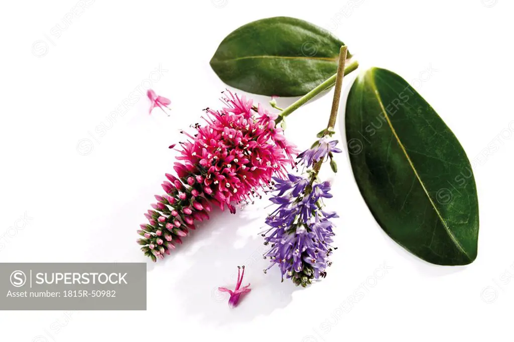 Hebe plant in blossom, elevated view