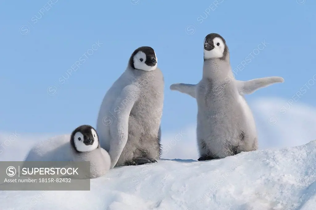 Antarctica, Antarctic Peninsula, Emperor penguin chicks on snow hill island