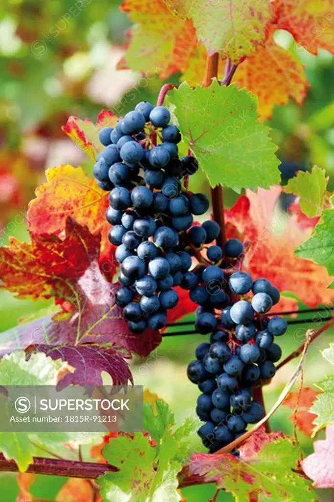 Europe, Germany, Rhineland_Palatinate, Bad Neuenahr_Ahrweiler, Red wine hiking trail with bunches of grapes in vineyard, close up