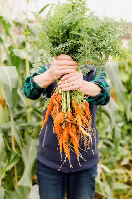 Unrecognizable senior woman holding bunch of harvested carrots