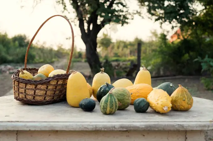 Autumn pumpkins on a wooden table in the garden