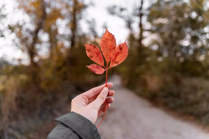 Woman holding an autumn leaf outdoors