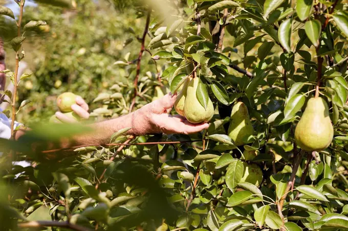 Organic farmer harvesting williams pears