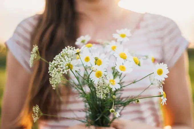 Woman holding bunch of picked white wildflowers, close-up