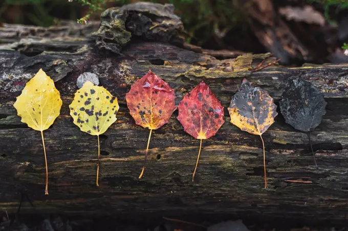 Row of various wet autumn leaves on dead wood