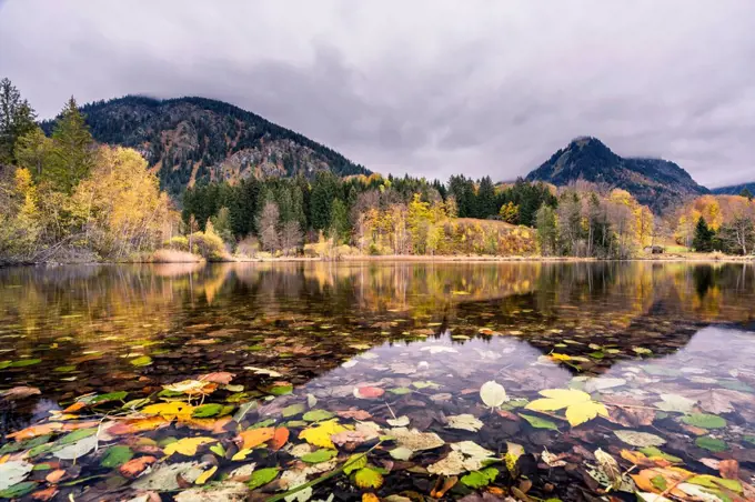 Germany, Bavaria, Allgau Alps, Oberstdorf, Autumn leaves on Moorweiher in mountain landscape