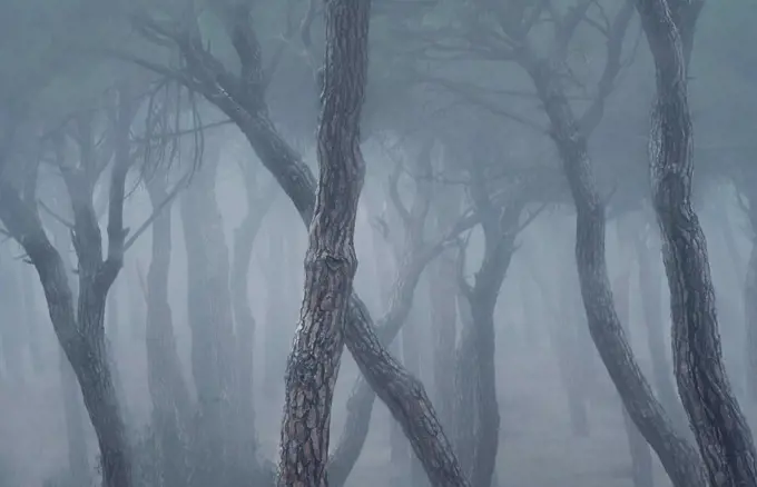 Spain, Valladolid,¶ÿBare trees in foggy pine forest