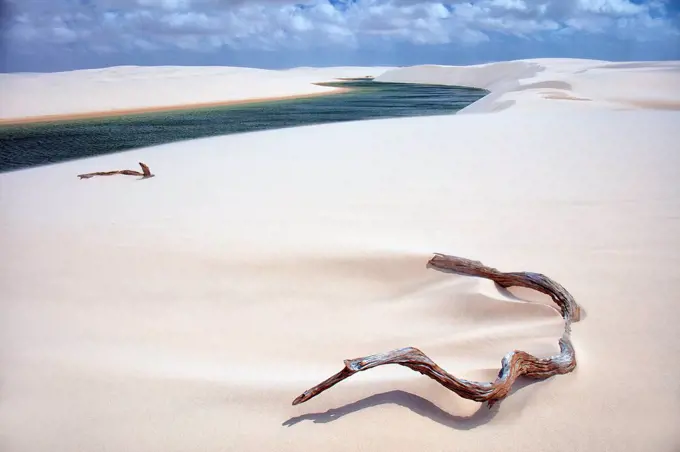 Deadwood and rainwater lagoons in white dunes, Lencois Maranhenses National Park, Brazil