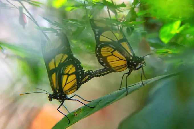 Two Dircenna dero butterflies on a leaf, Iguazu, Brazil