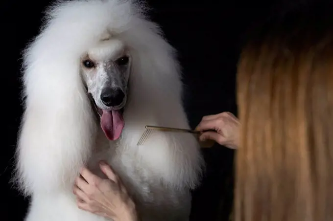 Crop view of woman combing white Standard Poodle against black background