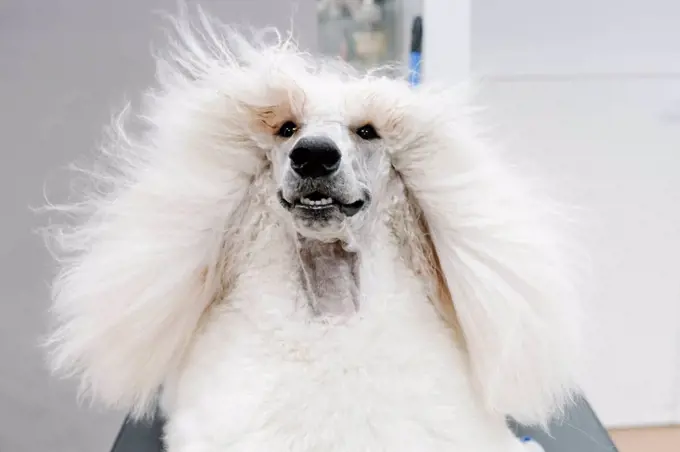 Portrait of white Standard Poodle with blowing hair