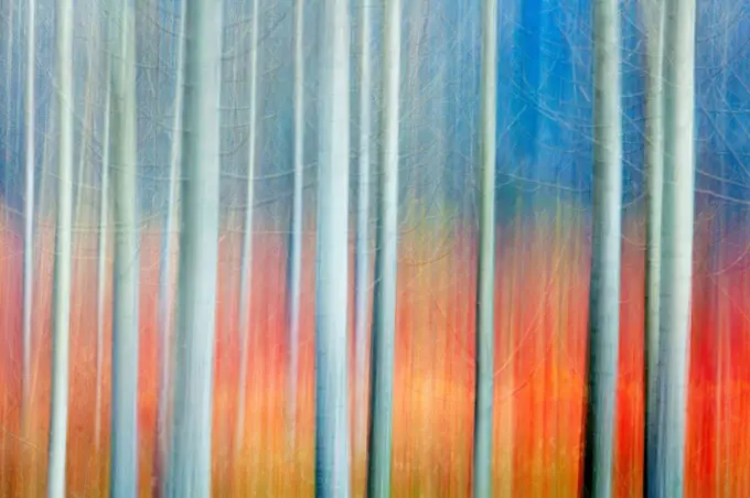 Spain, Province of Cuenca, Canamares, Reeds growing in autumn birch forest