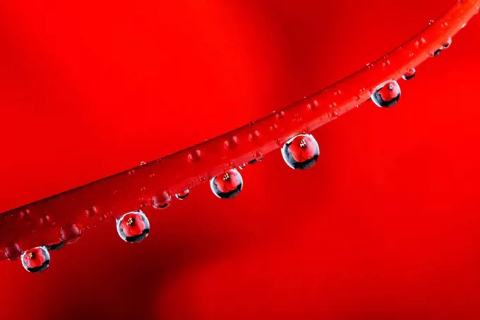 Water drops with reflection hanging at stem of red amaryllis, Amaryllidaceae