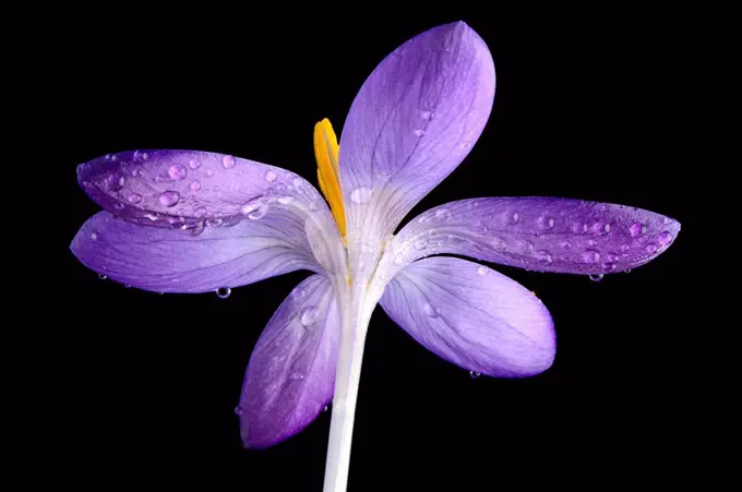 Crocus with water drops in front of black background