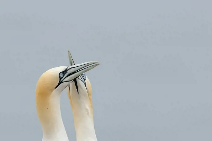 Germany, Schleswig-Holstein, Hegoland, northern gannets