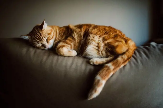 Close-up of ginger cat sleeping on sofa against wall at home