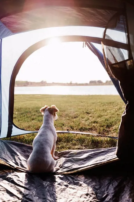 Puppy sitting in tent during sunny day