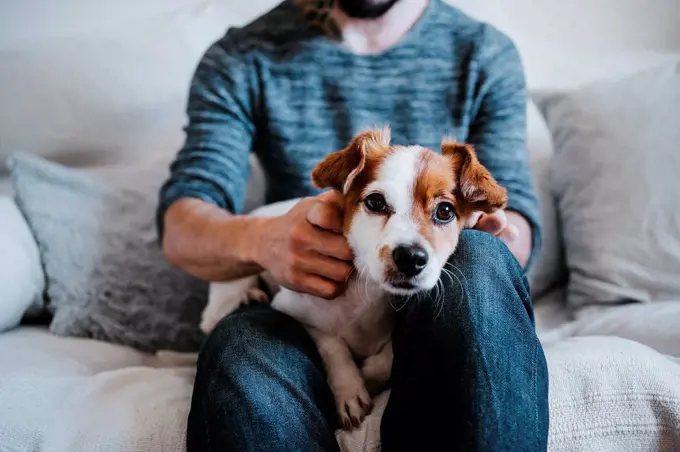 Cute dog resting on man lap while sitting on sofa at home