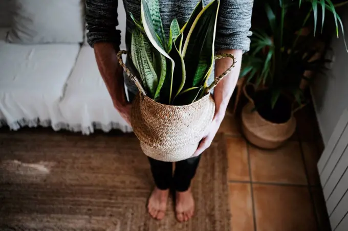 Young man holding Sansevieria plant in wicker while standing at home