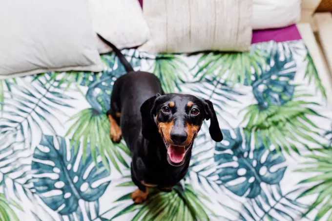 Cute Dachshund dog on bed at home