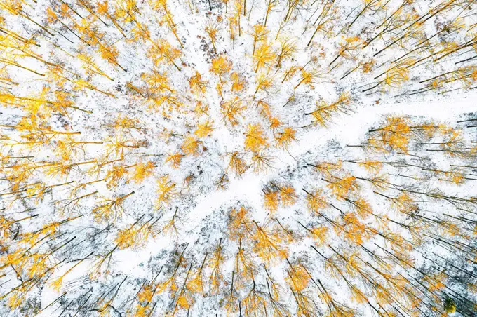 Germany, Baden Wurttemberg, Aerial view of Swabian Forest in winter