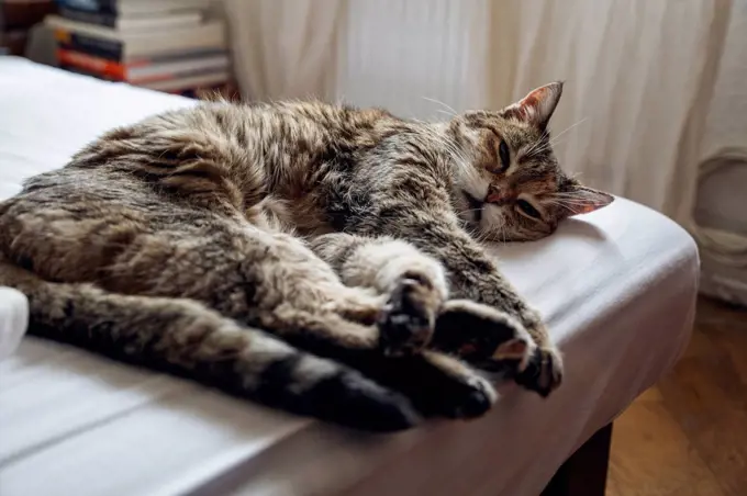 Domestic cat lying on bed at home