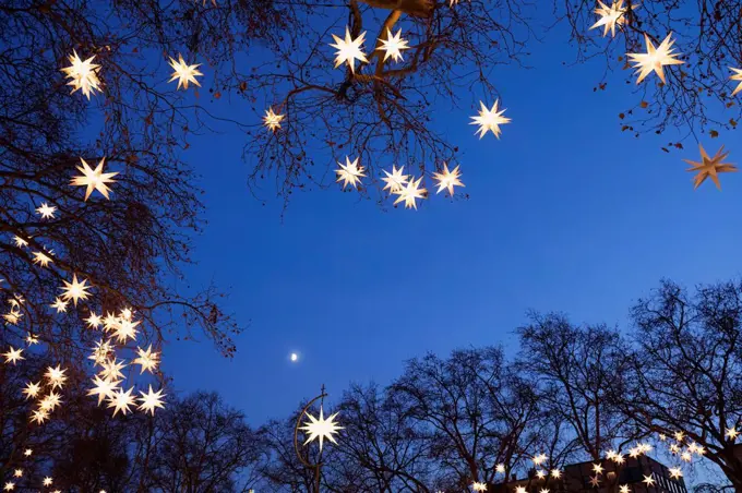 Tree branches decorated with star shaped Christmas lights glowing outdoors at night