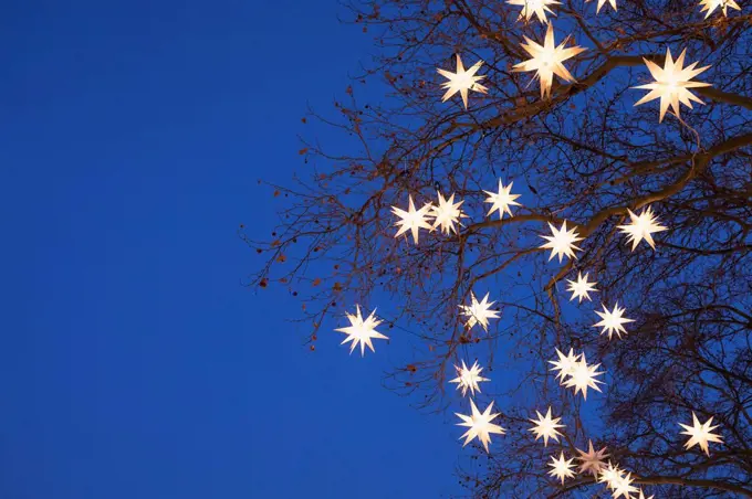 Tree branches decorated with star shaped Christmas lights glowing outdoors at night