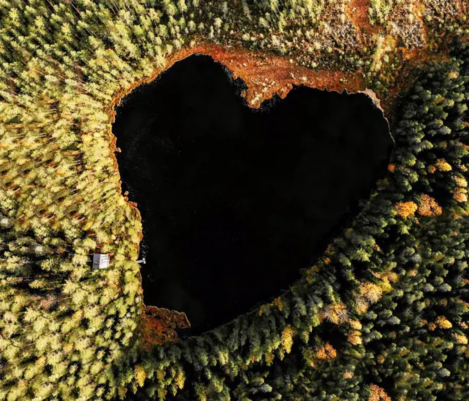 Areal view of heart shaped lake amidst pine trees in forest