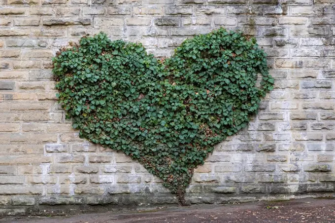 Ivy growing in heart shape on gray brick wall