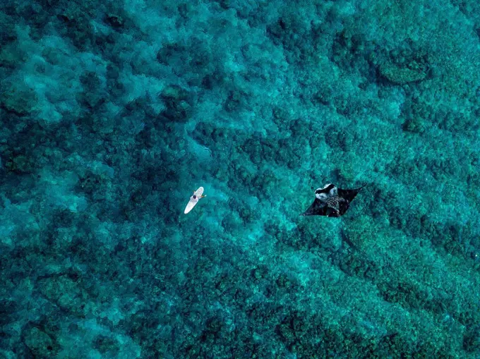 Aerial view of manta ray swimming beside lone surfer