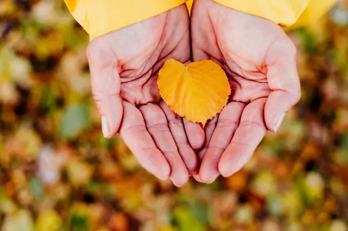 Woman's hands holding autumn leaf