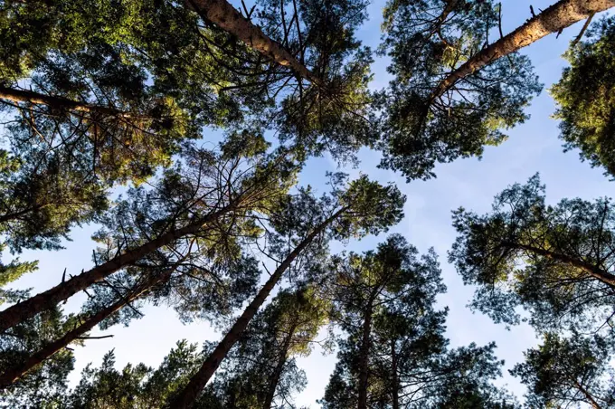 Forest trees canopies