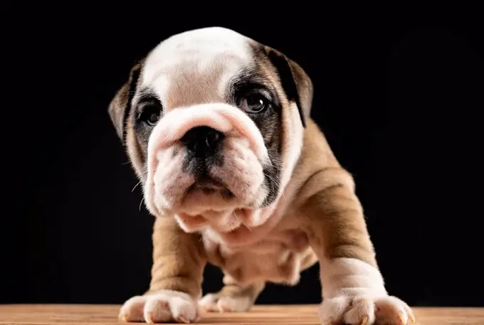 Portrait of English Bulldog puppy