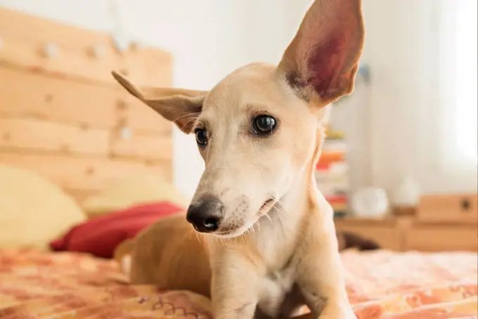 Portrait of brown Whippet lying on bed