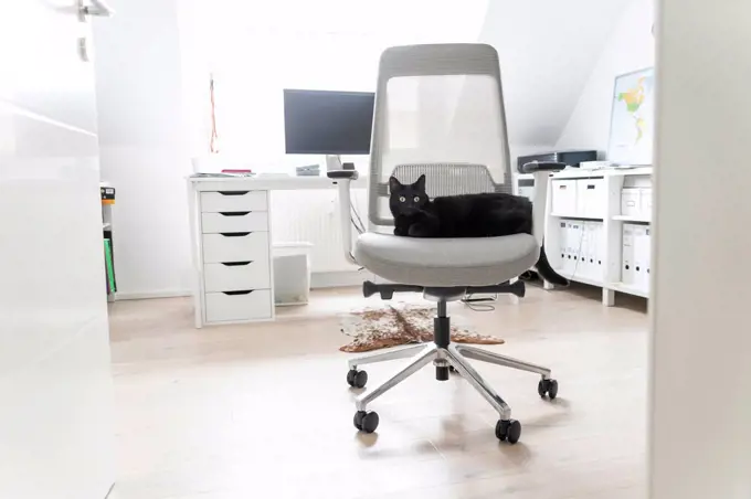 Black cat sitting on chair at home office