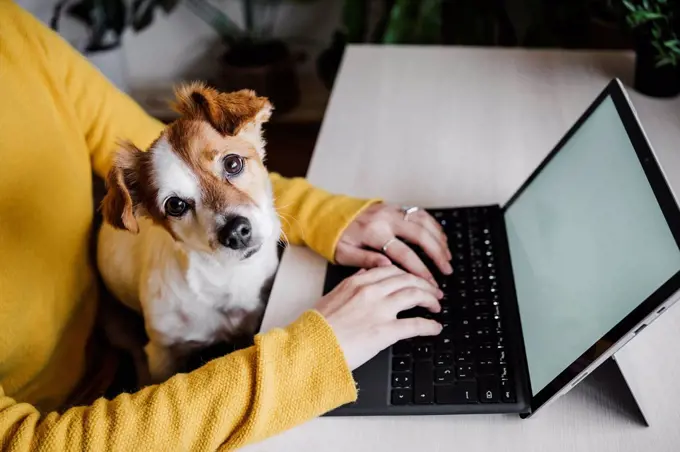 Dog sitting with woman working on digital tablet at home office