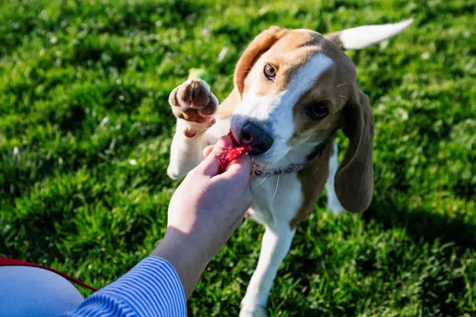 Woman removing leash from dog mouth at park