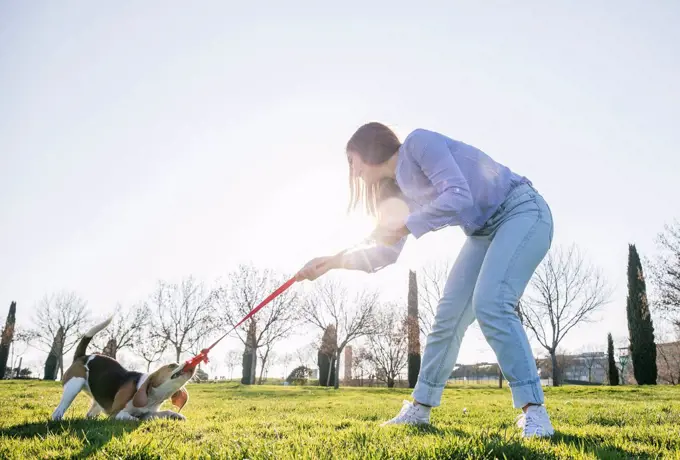 Woman pulling leash from dog while standing on grass