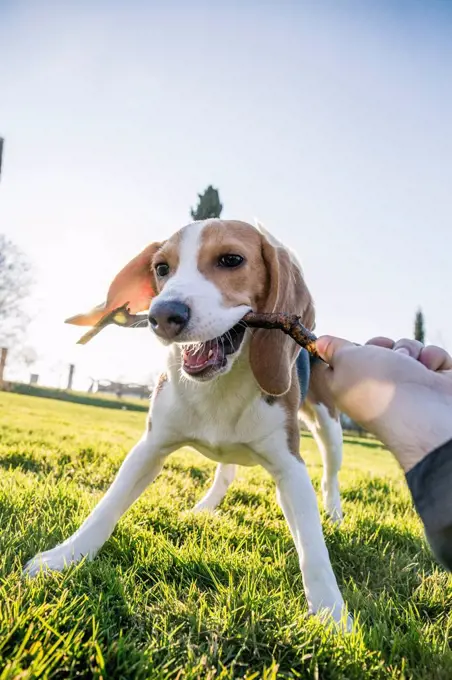 Dog biting stick from woman hand in park