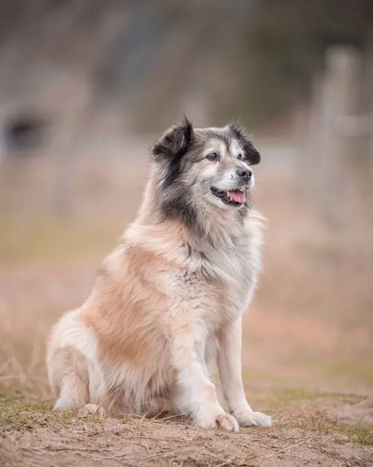 Dog sitting on dirt road during day